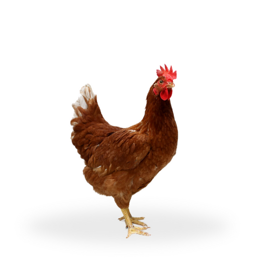 Cock Chicken<br>1kg